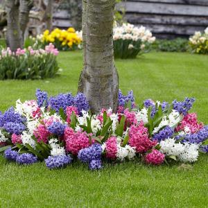 Baltus Mengsel Mix Hyacinthen Rotterdam bloembollen mengsel voor 1 m2 bloembollen per 70 stuks